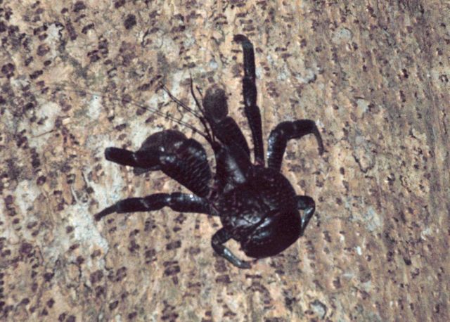 Coconut crab climbing tree Picture