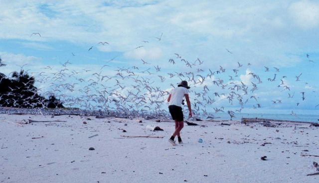 Scientist diverted from the business of nest counting by glass fishing float. Picture