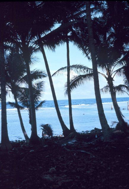 Fringing reef as seen through palm trees Picture