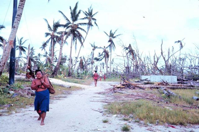 Remains of coconut plantation after direct hit by Typhoon Amy. Picture
