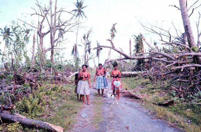 Breadfruit trees destroyed by Typhoon Amy Picture