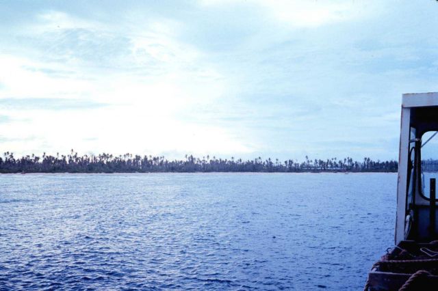 Ragged skyline of coconut plantation after Typhoon Amy Picture