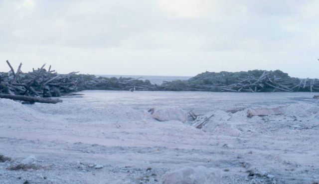Clearing palm trees for construction of Majuro Airport Picture