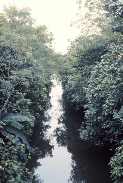 Man-made boat canal through mangrove swamp Picture
