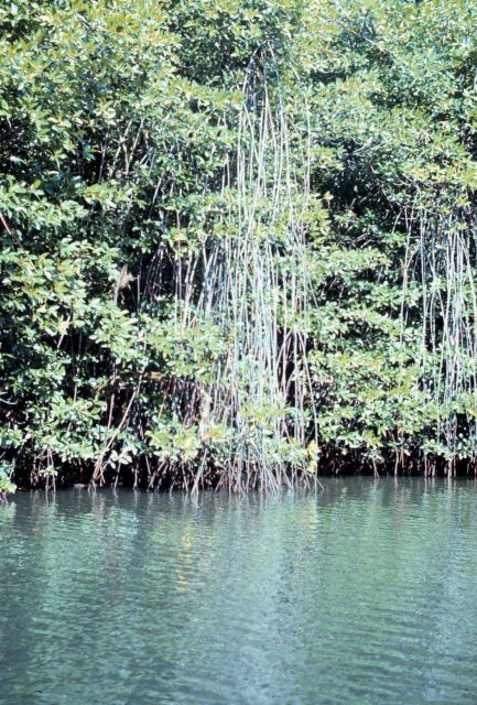 Red mangrove prop roots - an extreme example Picture