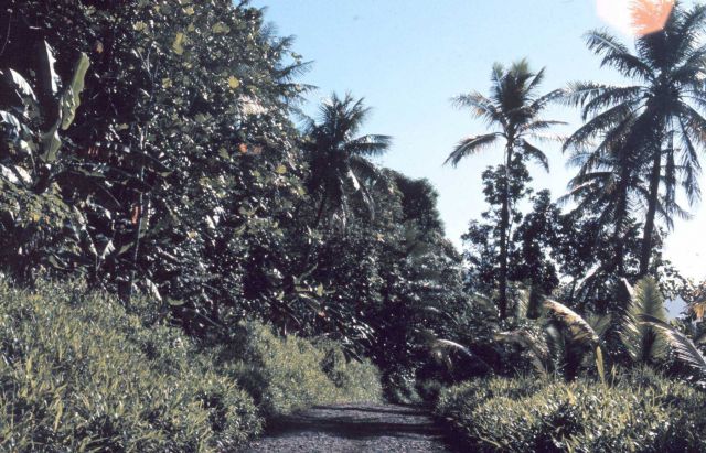 A path through lush foliage Picture
