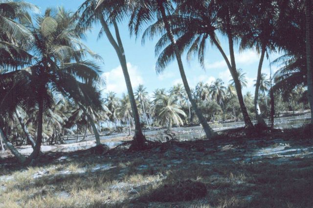 Coconut grove on Fanning Island. Picture