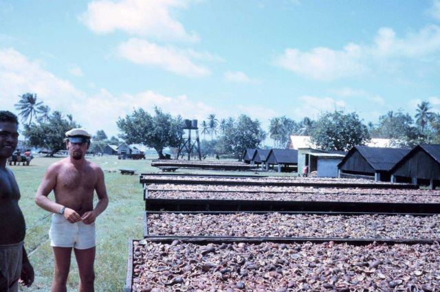 First mate of the WESTWARD viewing copra drying operation. Picture
