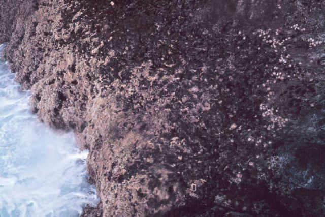 The landing area on Gardner Pinnacles Picture