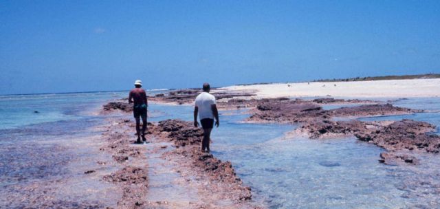 Coral rock reef-line on Laysan Island Picture
