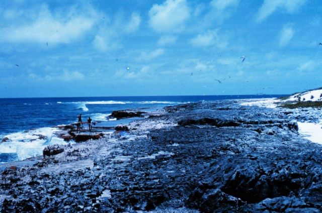 Biologists studying marine fauna in tidal pools on Laysan Island Picture