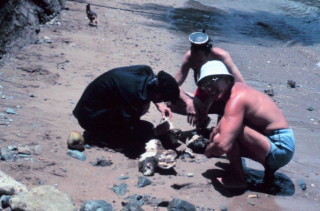 Studying internal structure and organisms of coral NOAA scientists Dr Picture
