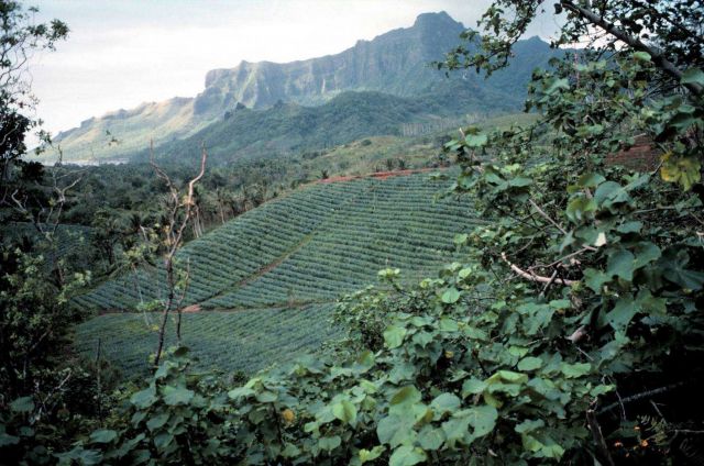 Cultivated hillside with volcanic ridge in distance Picture