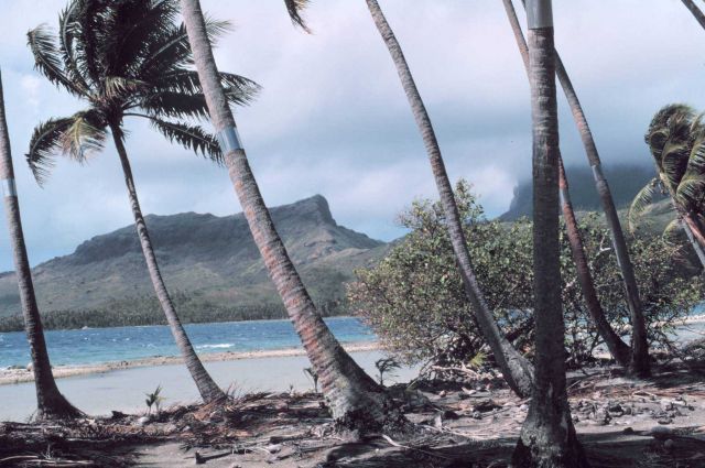 Leaning palm trees with metal bands to stop incursions of coconut crabs Picture