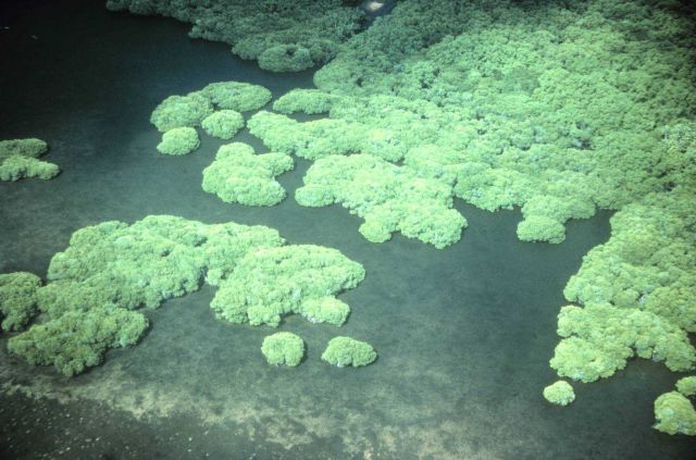 Mangrove shoreline from the air Picture