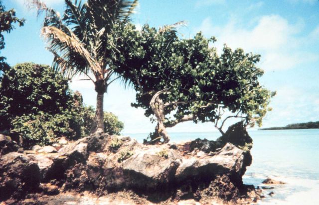 Coral rock shoreline Picture