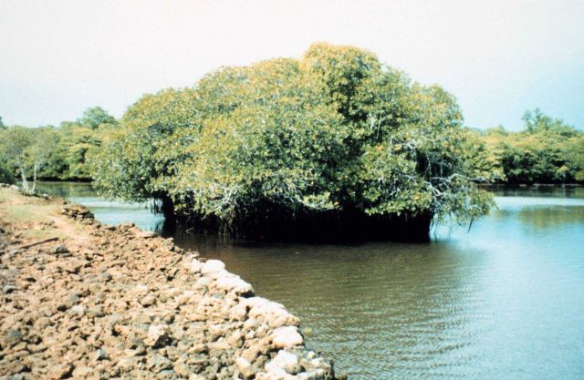 Coral rock islets and mangrove shoreline Picture