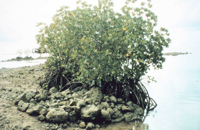 Coral rock and mangrove shoreline showing mangrove root structure Picture