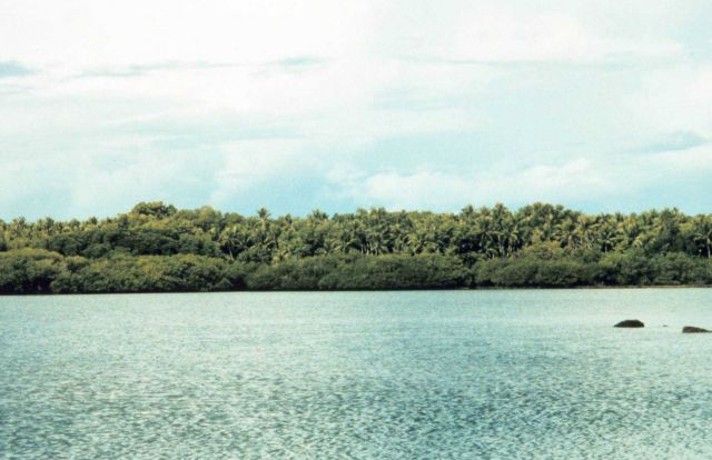 Classic tropical coastline with mangroves in foreground and palm trees further back. Picture