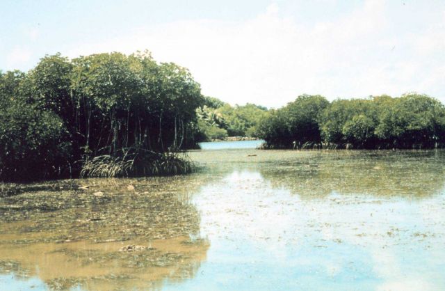 Mangrove lagoons showing mangrove root structure Picture