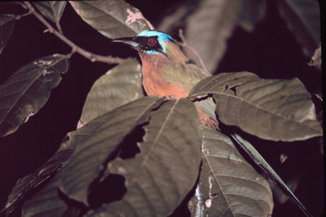 A motmot bird who thought he'd found a quiet place to roost for the night. Picture