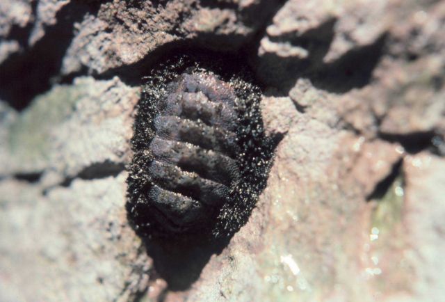 Chiton on rock in intertidal zone Picture