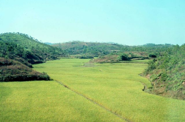 A rice field in South China. Picture