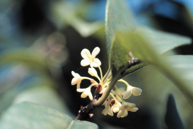 Delicate flowers Picture