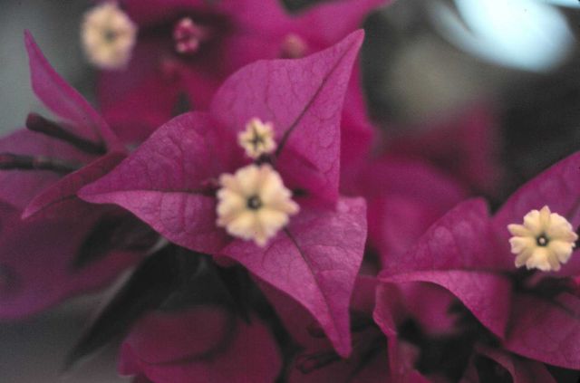 Flowers Picture