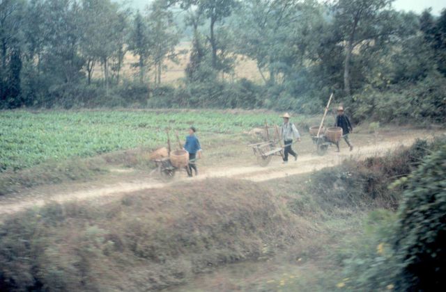 Chinese farmers at work in the countryside. Picture