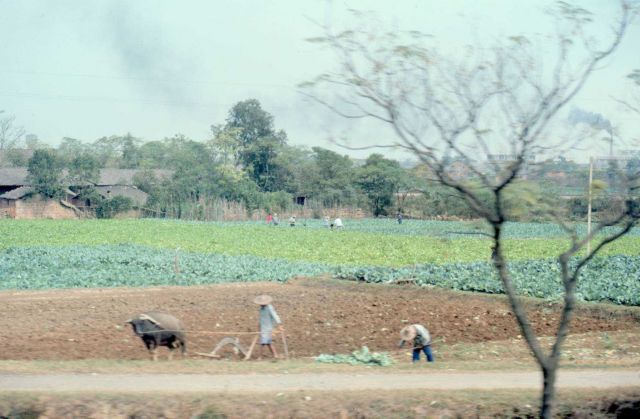 Chinese farmers at work in the countryside Picture