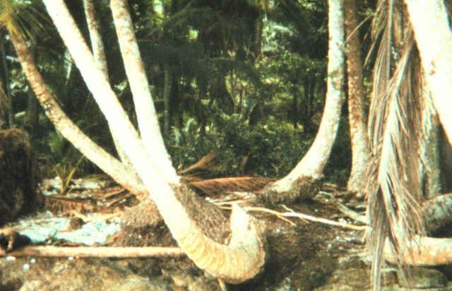 Uninhabited island in Eastern Tropical Pacific Picture