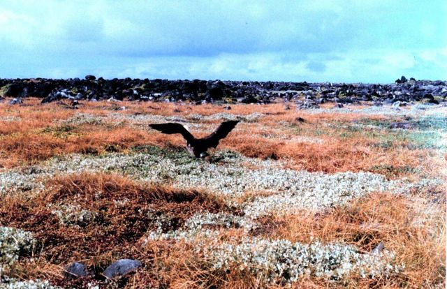 Waved albatross - Diomedea irrorata - taking off. Picture