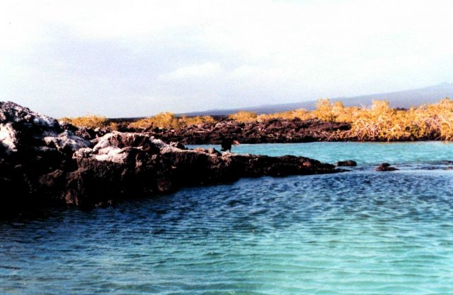 Rocky shore of Fernandina Island Picture