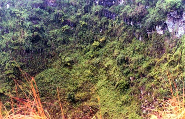 Lava cliffs and greenery adorn the some of the higher areas of the Galapagos Islands. Picture