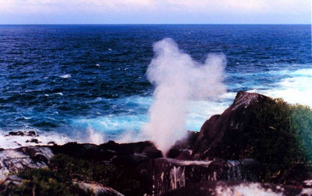 A blow-hole shooting pressurized water high into the air. Picture