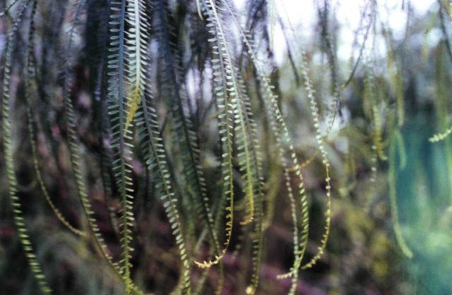 Odd hanging foliage Picture