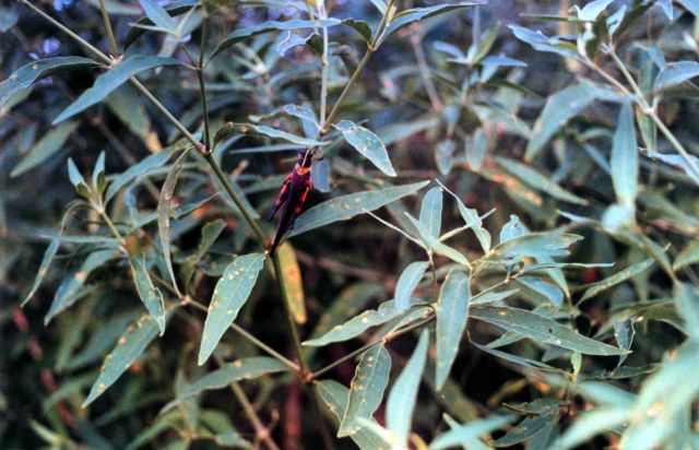 Red, black, and orange grasshopper on a bush. Picture