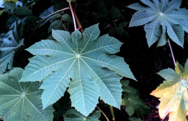 Large ribbed leaf Picture