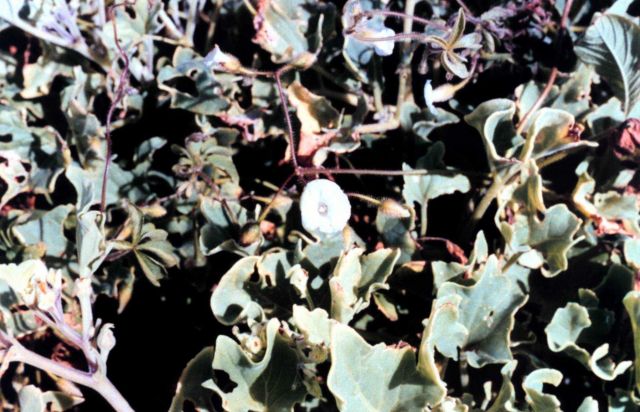 Galapagos flowers. Picture