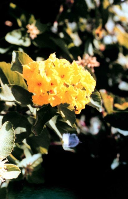 Galapagos flowers. Picture