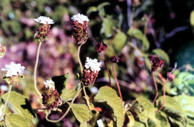 Galapagos flowers Picture
