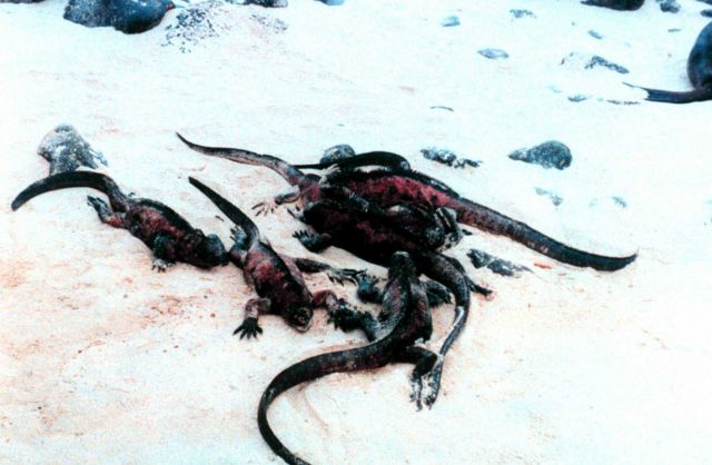 Red and black iguanas Picture