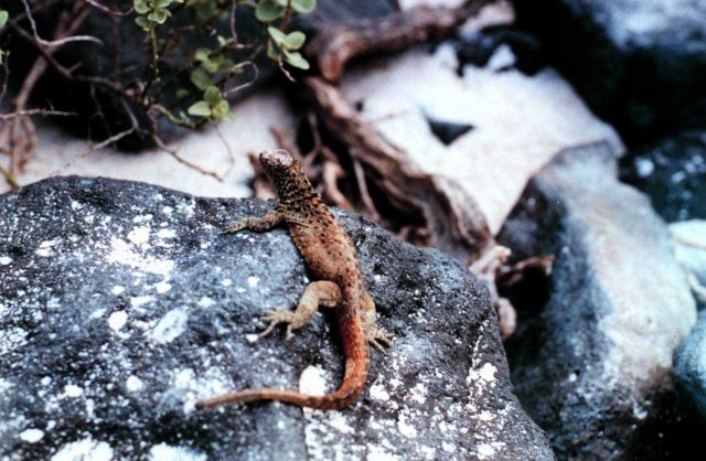An orange lava lizard with black spots Picture