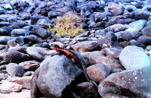 Red and black iguana on a rock Picture