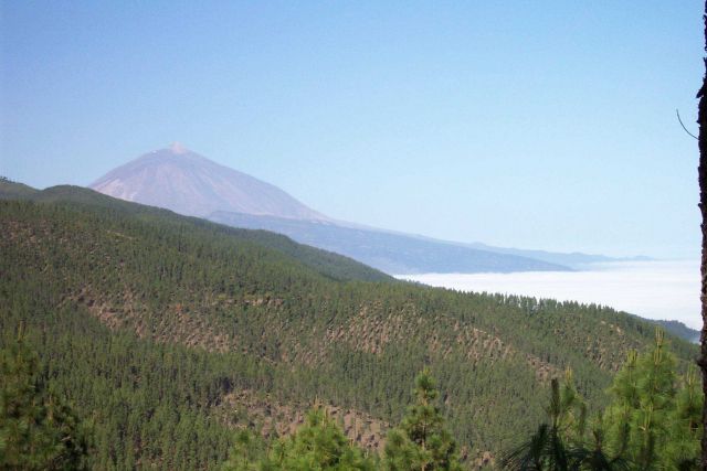 High in the pine forest above the harbor at Tenerife with Mount Teide in the distance. Picture