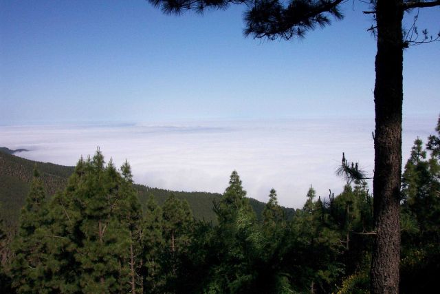 Looking over a blanket of fog high in the pine forest of Tenerife. Picture