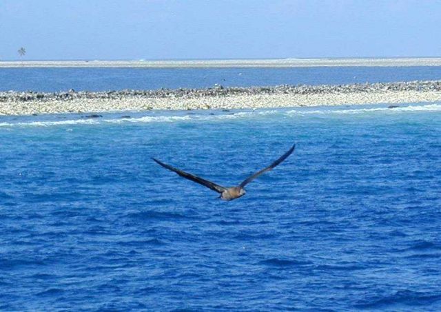 Clipperton Island, a classic atoll Picture
