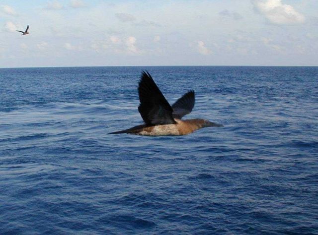 Boobie in flight. Picture