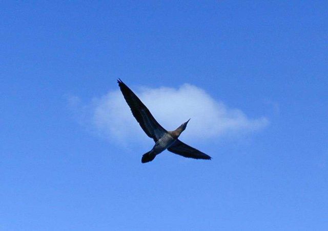 Boobie in flight. Picture